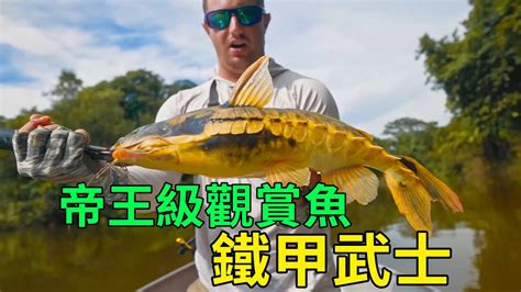 鐵甲武士 魚|長鬚鐵甲武士 ️分布: 潘達納爾、亞馬遜流域 ☑️體型 : 體長最大。